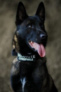 blakish malinois